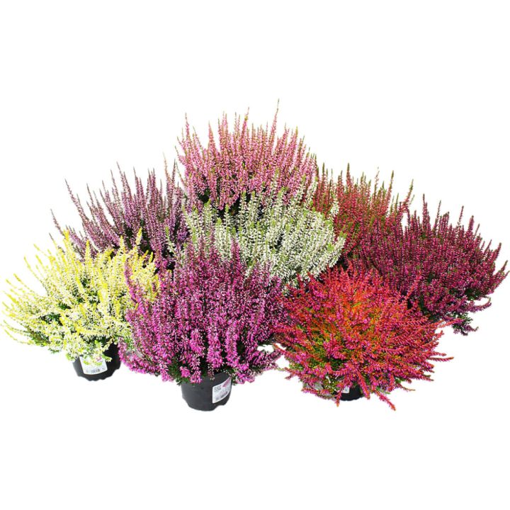 Kanerva Calluna Vulgaris Beauty Ladies Mix P10