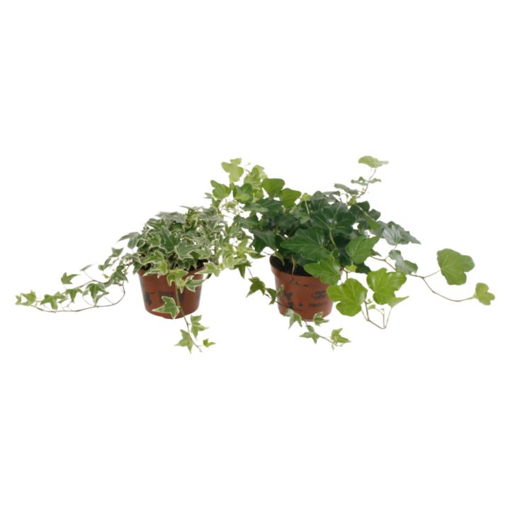Muratti Hedera Mix P9