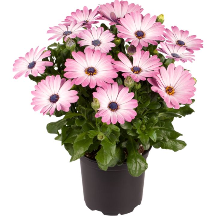Tähtisilmä Osteospermum mix P11