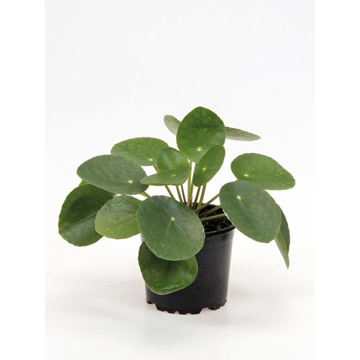 Kilpipilea Pilea peperomioides Ø 10,5 cm