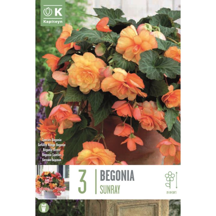 Kevätkukkasipuli Kapiteyn Begonia Sunray 3 kpl