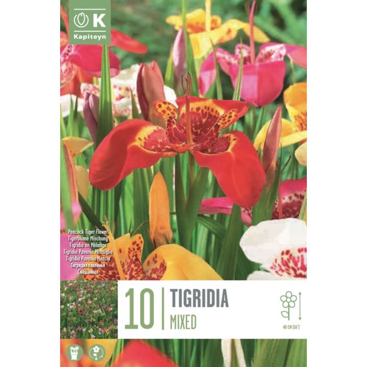 Kevätkukkasipuli Kapiteyn Tigridia Pavonia Mix 10 kpl