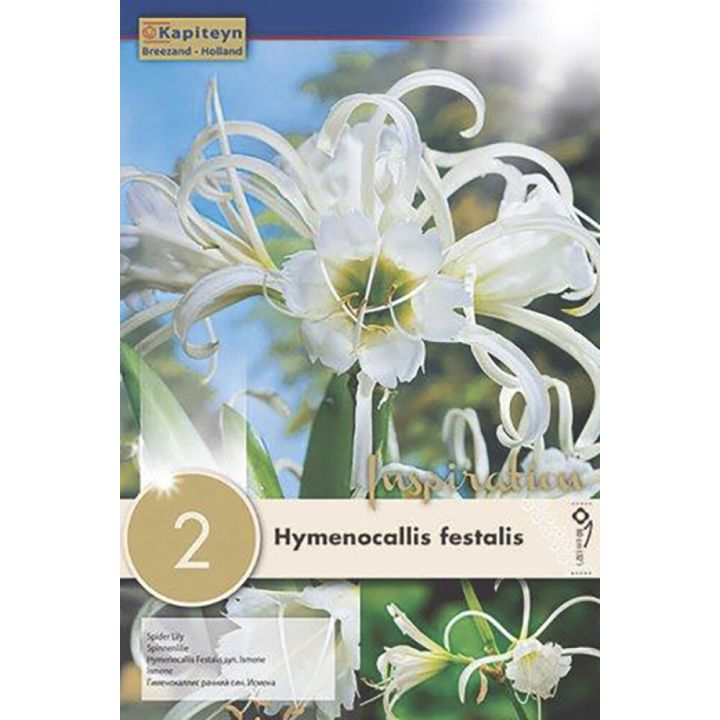 Kevätkukkasipuli Kapiteyn Lukinlilja Hymenocallis Festalis 2 kpl