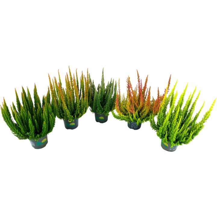 Calluna Vulgaris Skyline Mix P10
