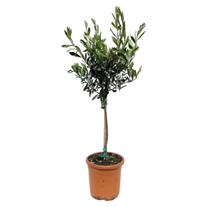 Oliivipuu Olea Europaea P18