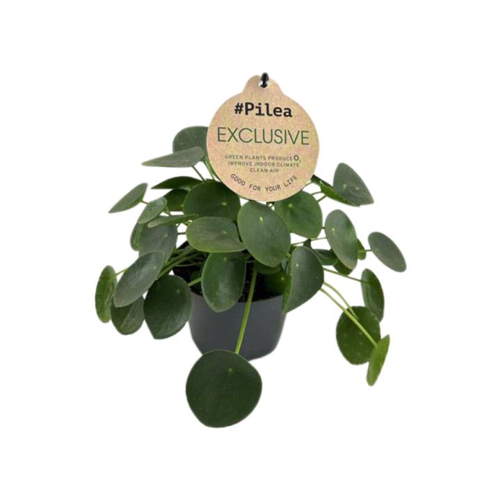 Kilpipiilea Pilea Peperomioides P12