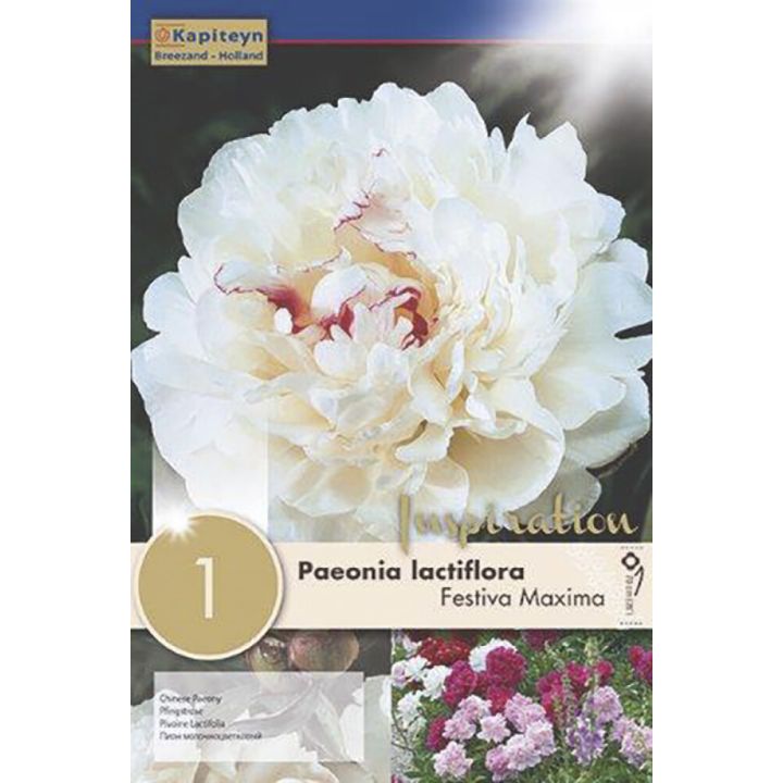 Kevätkukkasipuli Kapiteyn Paeonia Lactiflora Festival 1 kpl