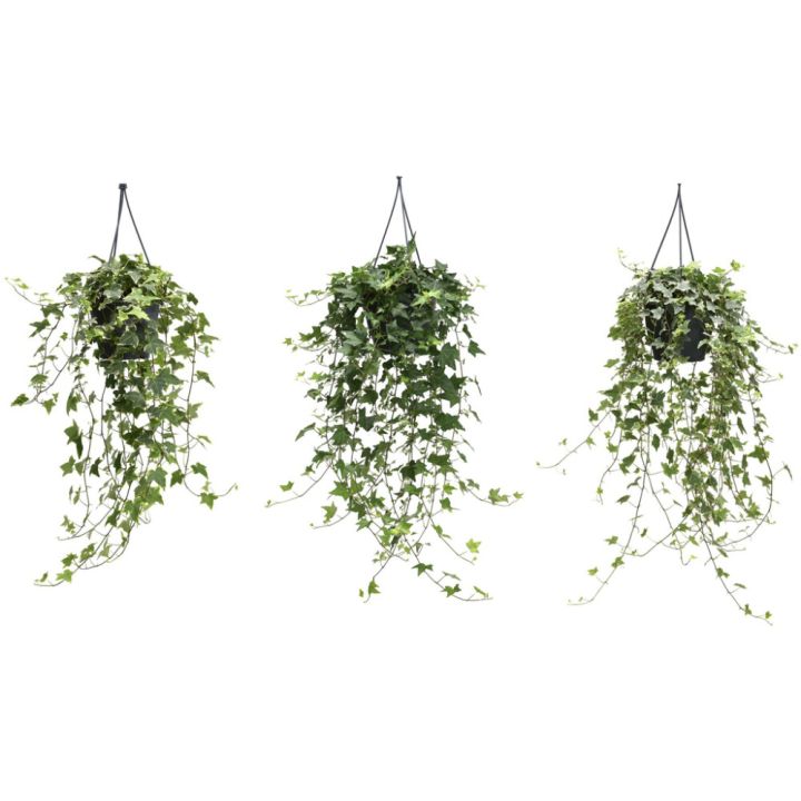 Muratti Hedera Mix P13