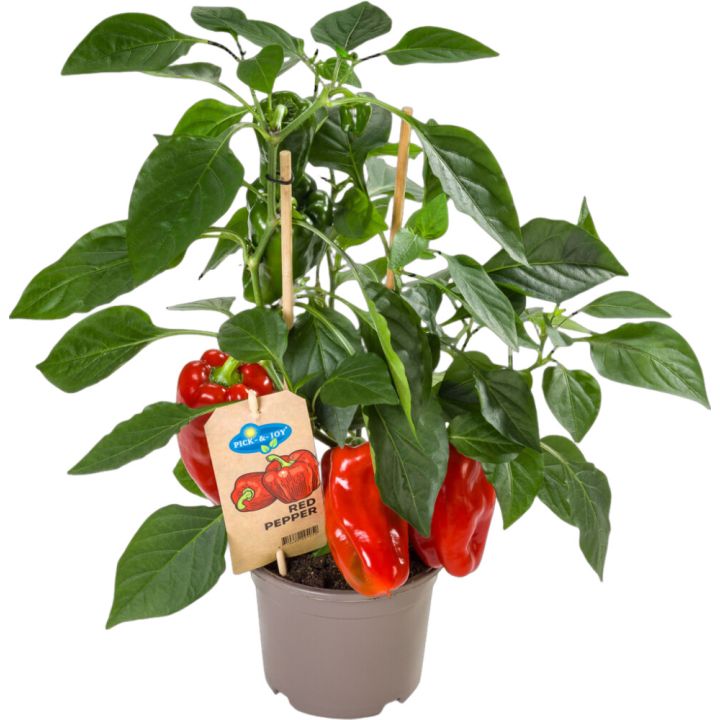 Chili-paprika Ready to Eat punainen