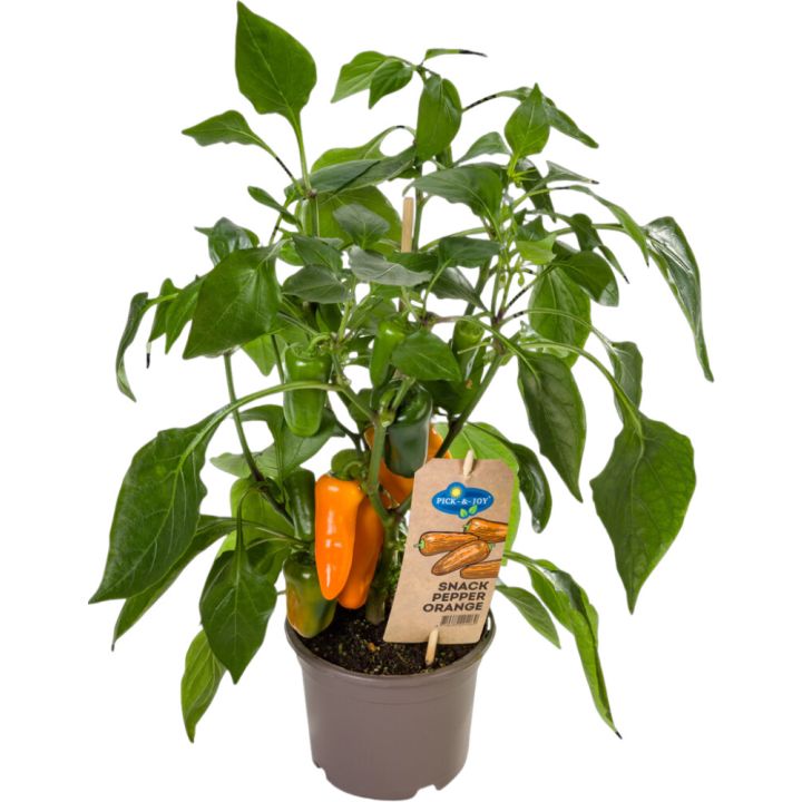 Chili-paprika Ready to Eat oranssi