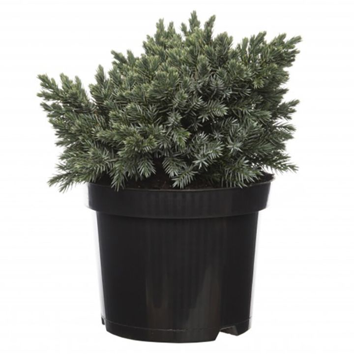 Kääpiösinikataja Juniperus Squamata Blue Star P17