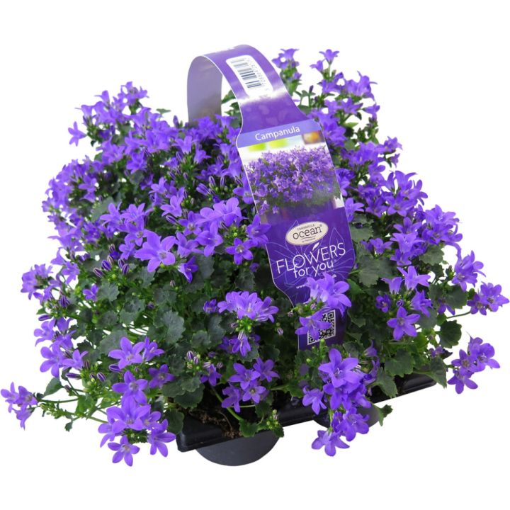 Muurikello Campanula 6 kpl