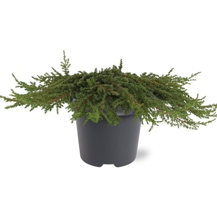 Kääpiökataja Juniperus Communis Green Carpet P17