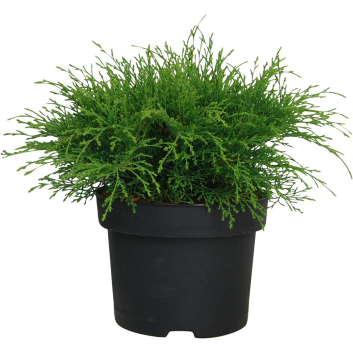 Tuivio Microbiota Decussata P17