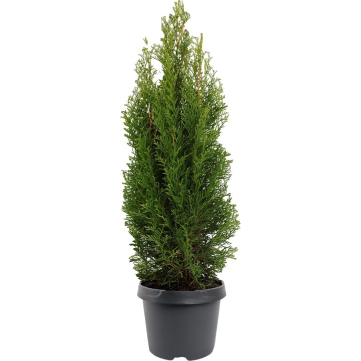 Timanttituija Thuja Occidentalis Smaragd P17