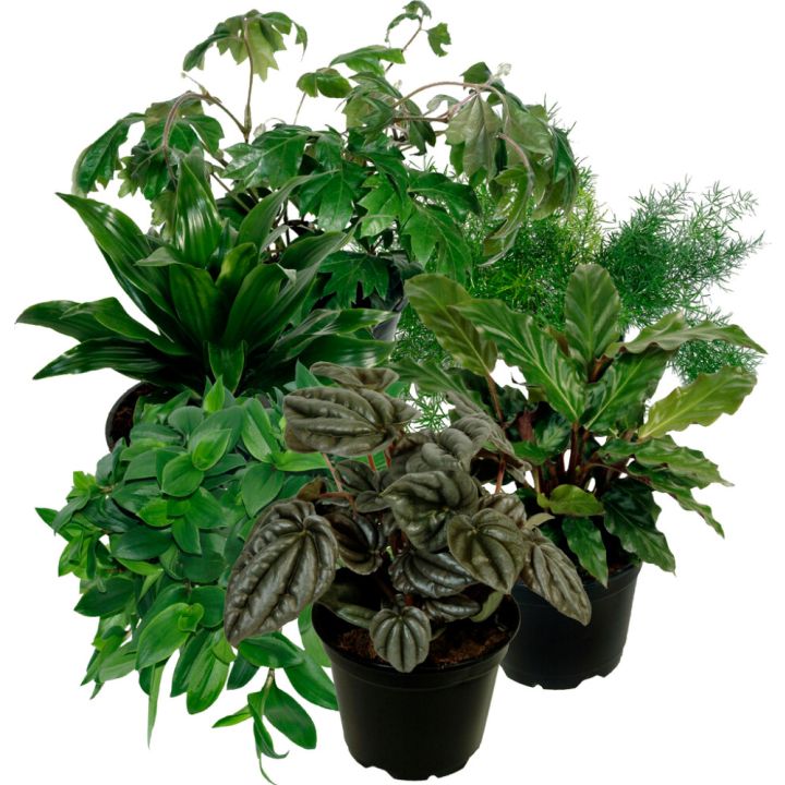 Viherkasvi lajitelma