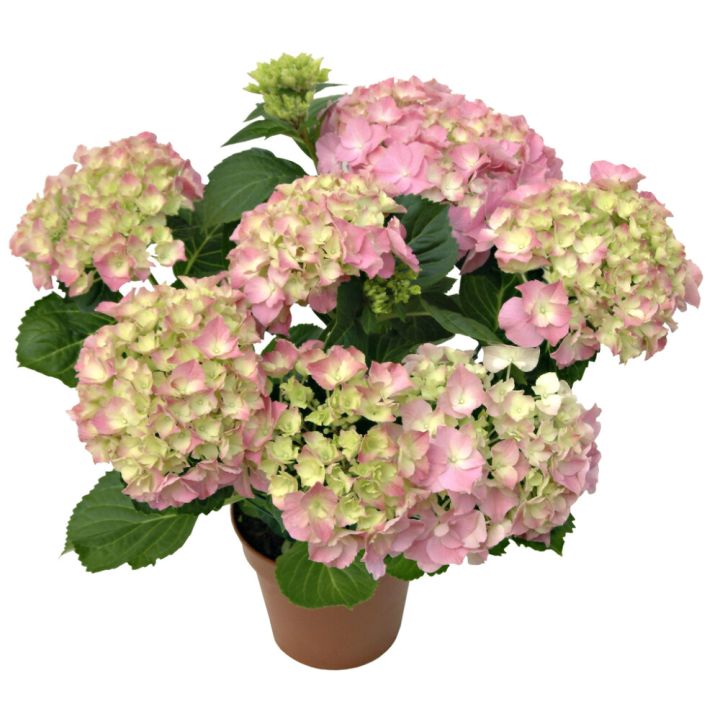 Hortensia Hydrangea Macrophylla P14