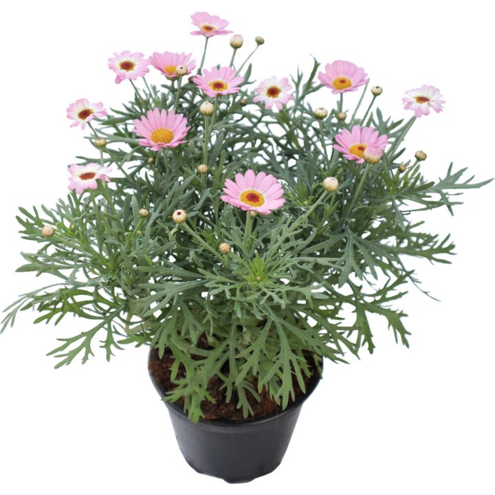 Marketta Argyranthemum vaaleanpunainen Kotimainen P12