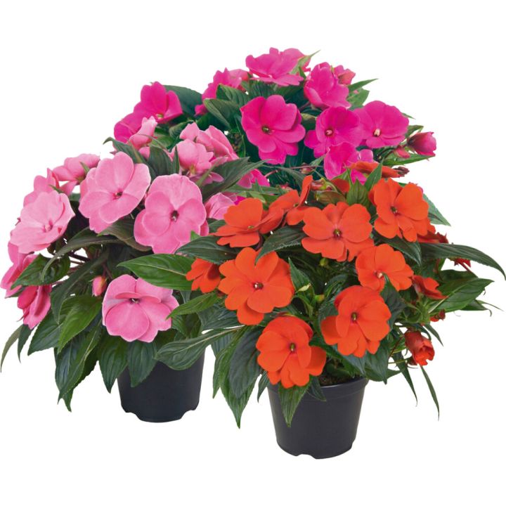 Uudenguineanliisa P12