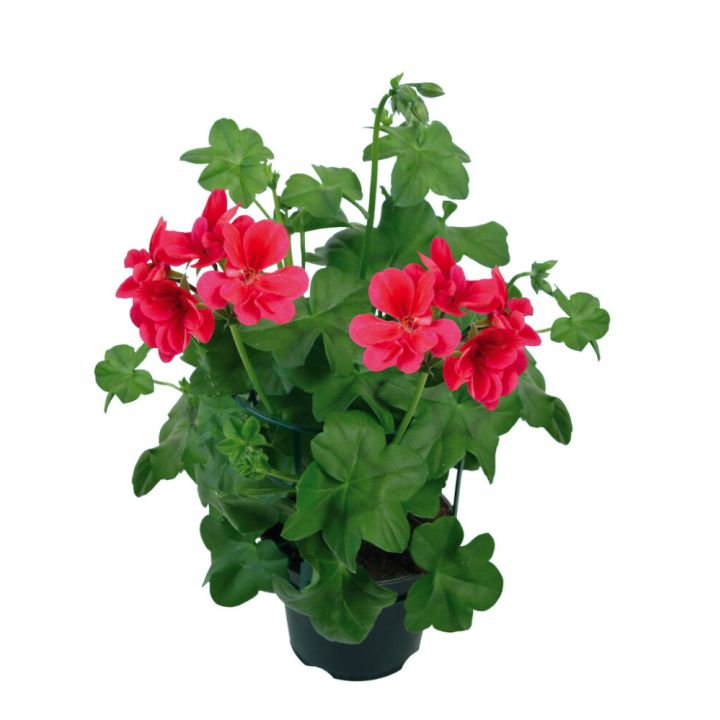 Riippupelargoni Kotimainen P12