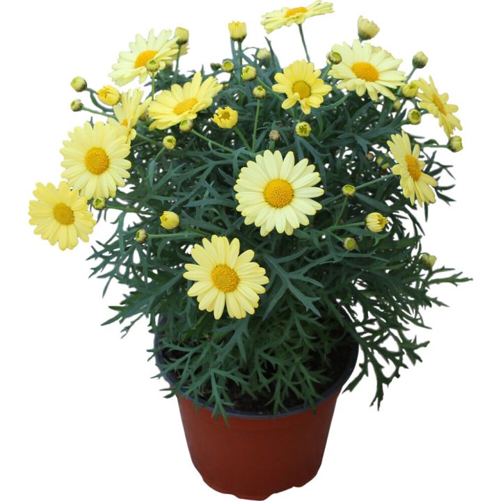 Marketta Argyranthemum keltainen Kotimainen P12