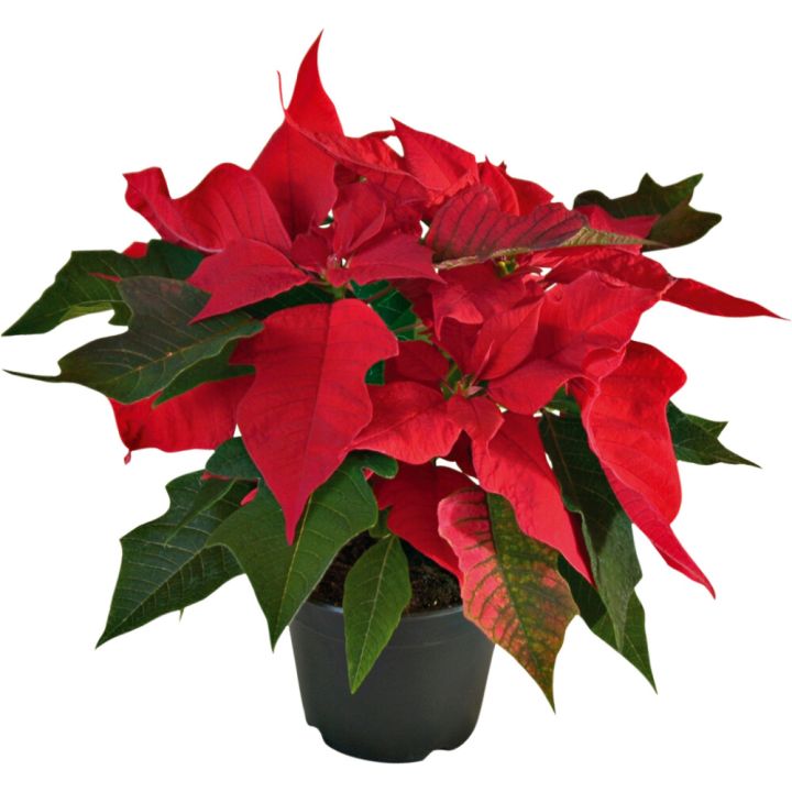 Joulutähti Kotimainen P10 punainen