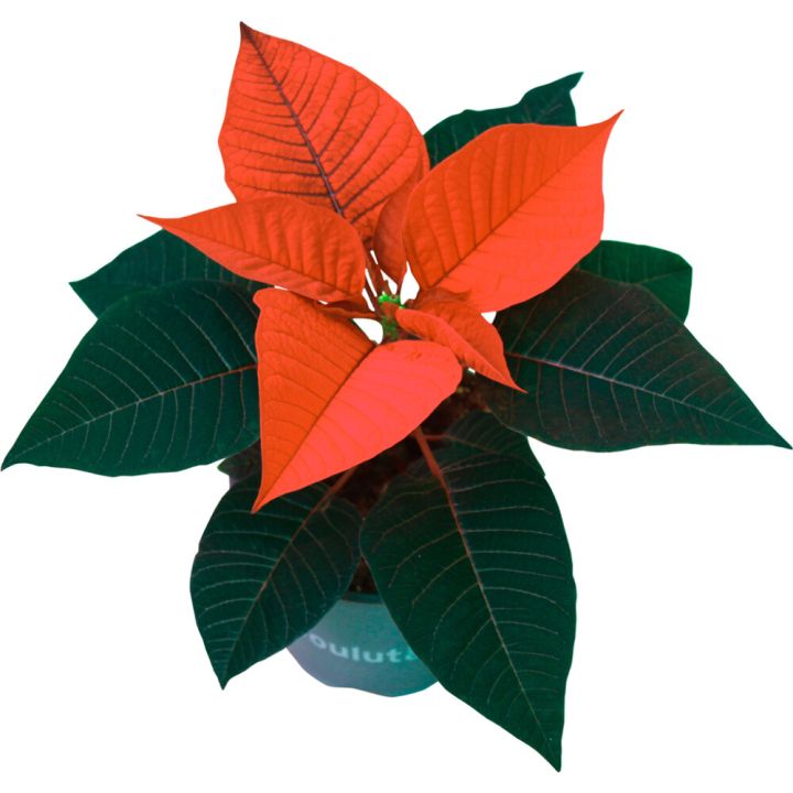 Joulutähti yksilatvainen punainen P10