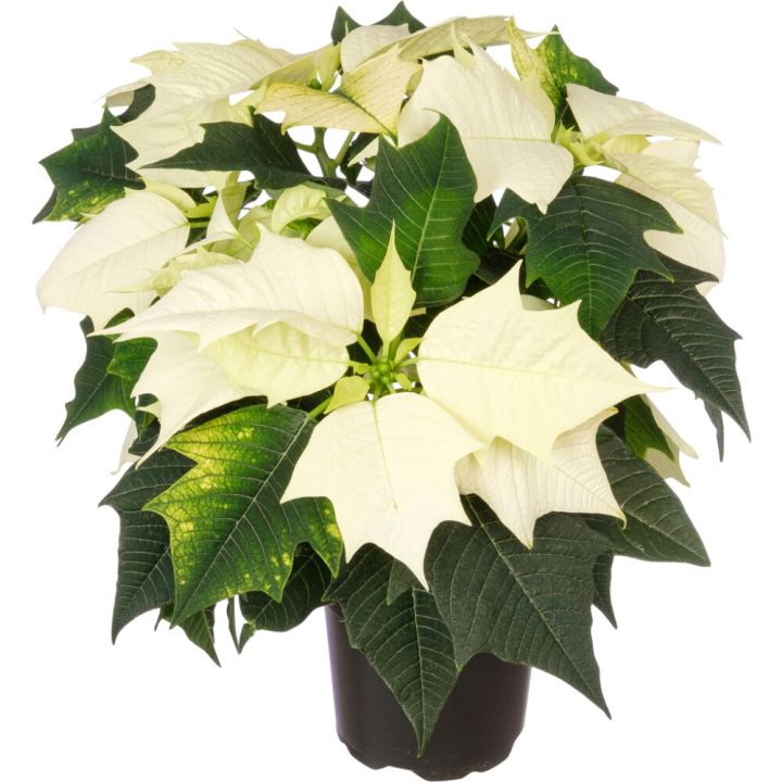 Joulutähti Kotimainen P10 valkoinen