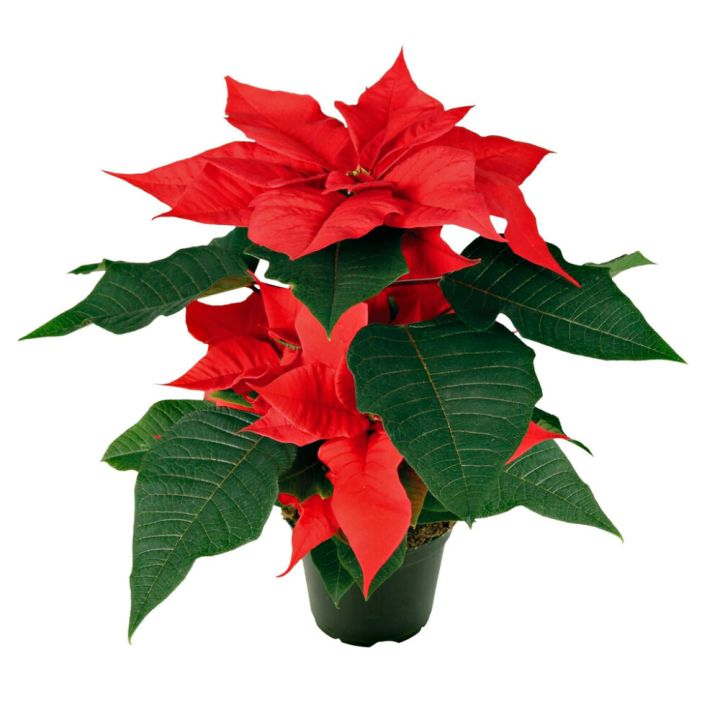 Joulutähti punainen P11 Kotimainen