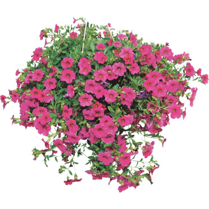 Kesäkukka-amppeli Kotimainen P23