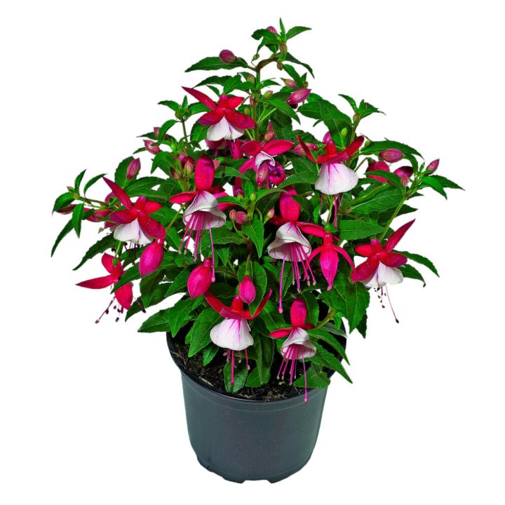 Verenpisara Fuchsia Kotimainen P12