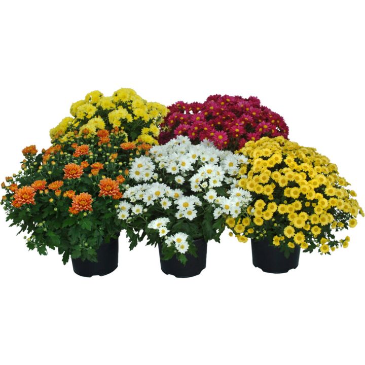 Pallokrysanteemi P15