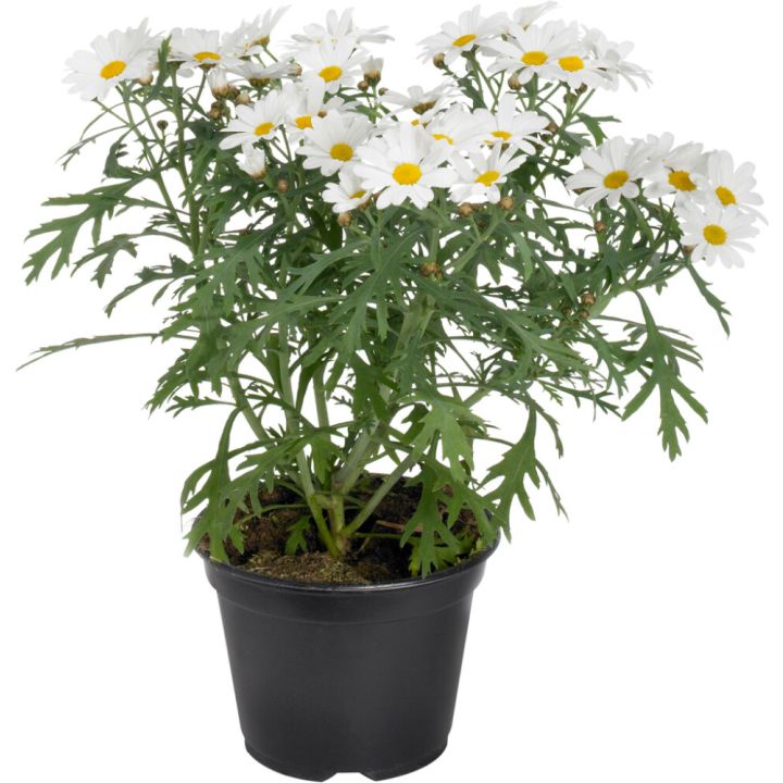 Marketta Argyranthemum valkoinen Kotimainen P12