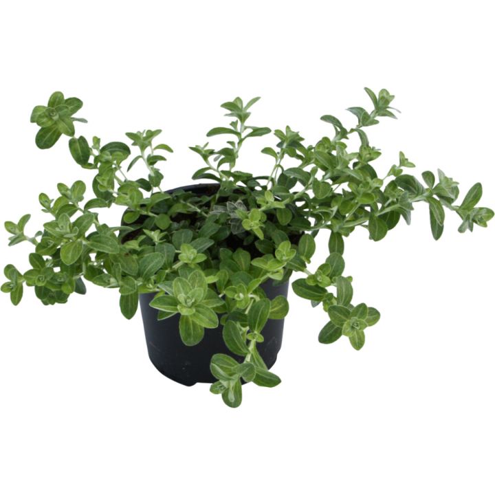 Hopeakäpälä Gnaphalium Lanatum P10