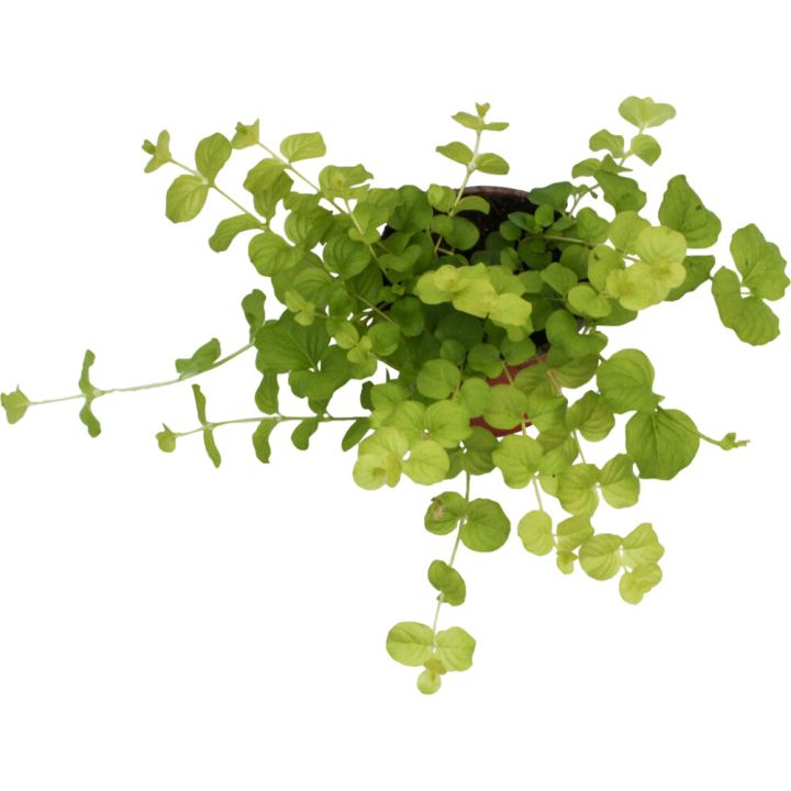 Suikeroalpi Lycimachia Nummularia P10