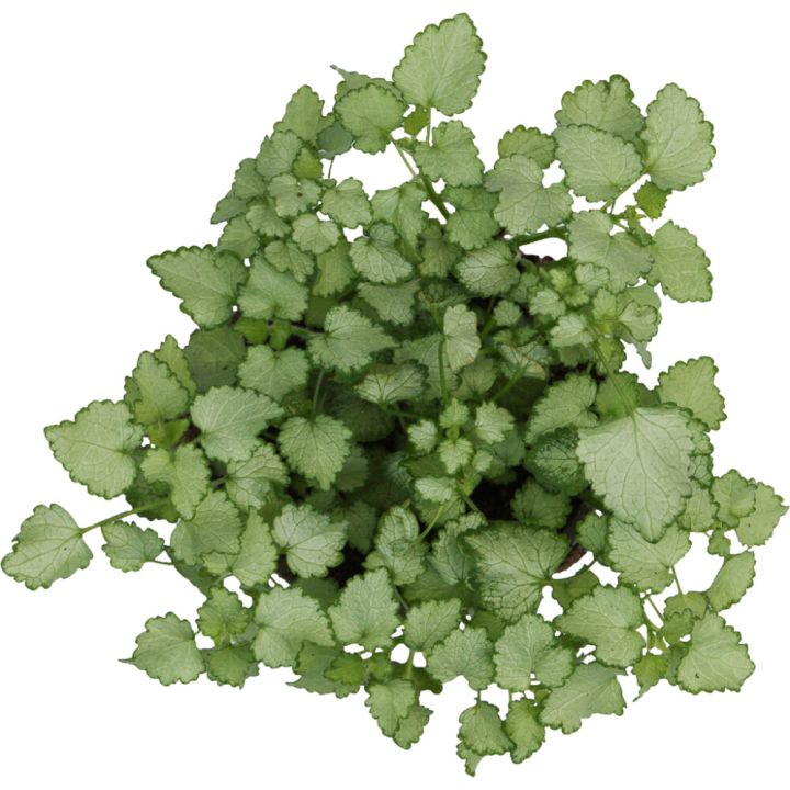 Kirjoliisukka Plechranthus Coleoides P10