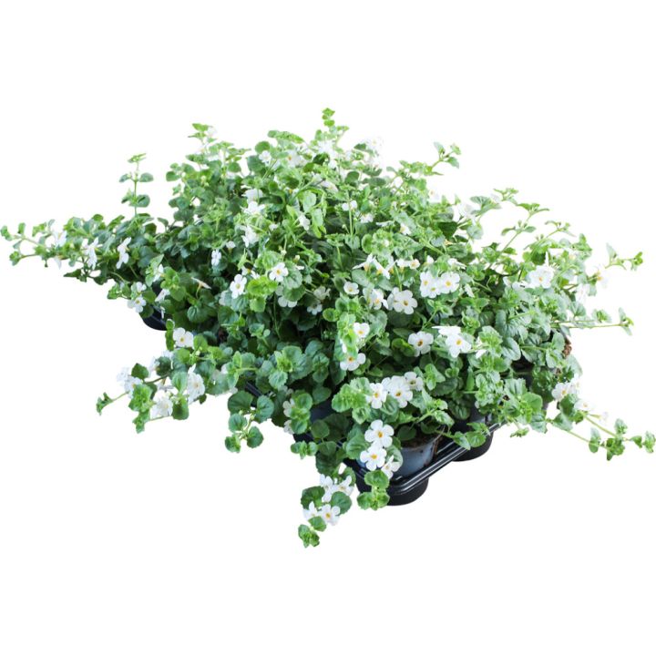 Lumihiutale Sutera Cordata Kotimainen P11