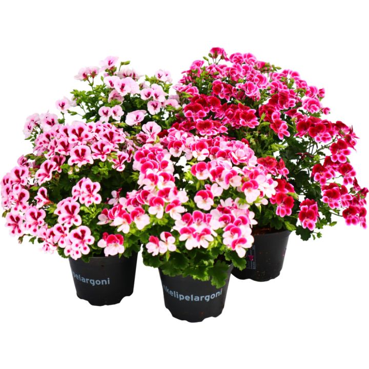 Enkelinsilmäpelargoni Kotimainen P12