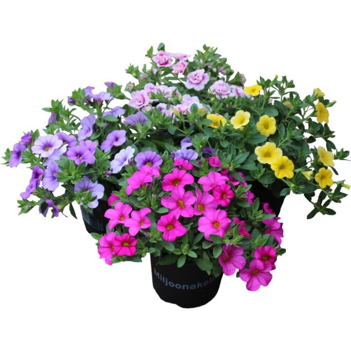 Pikkupetunia Calibrachoa Million Bells Kotimainen P11