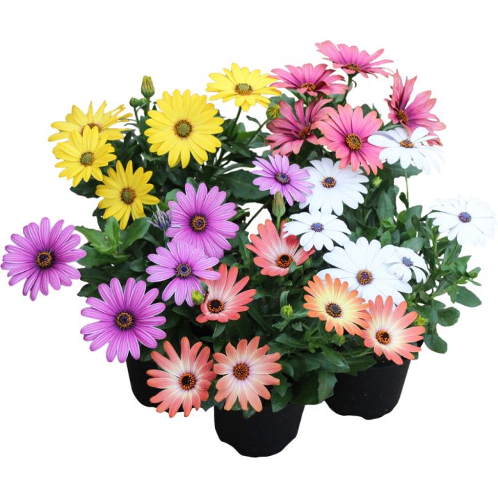 Tähtisilmä Osteospermum P11