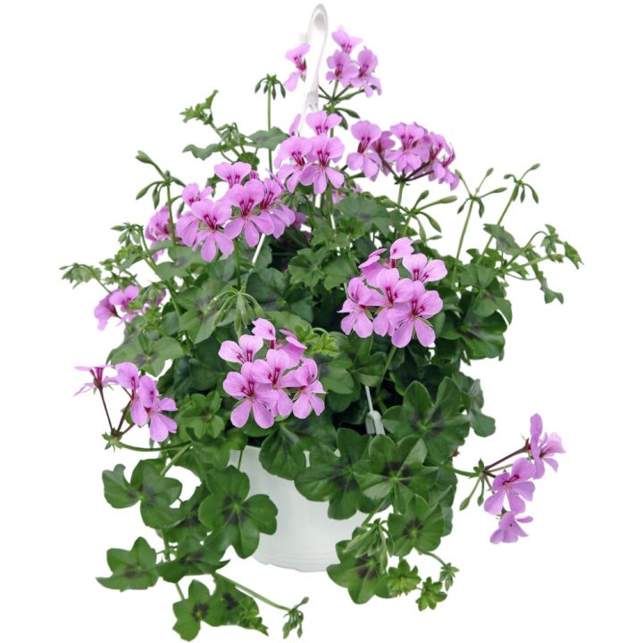 Pelargoni amppeli Kotimainen P23