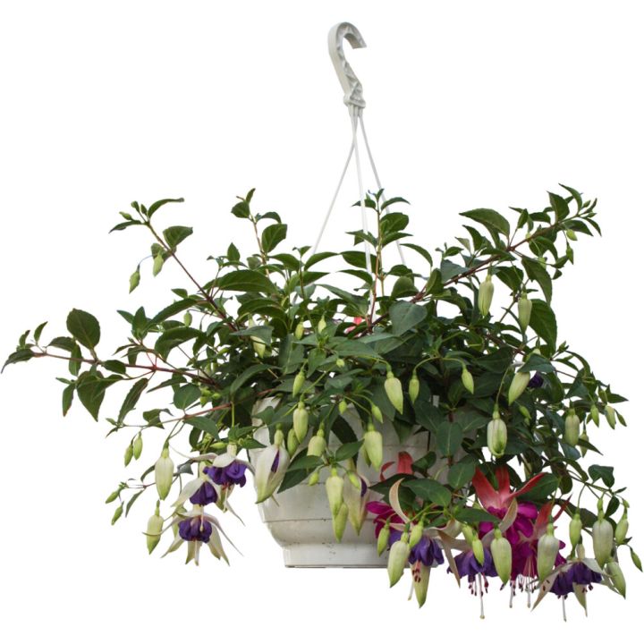 Verenpisara-amppeli Kotimainen P23