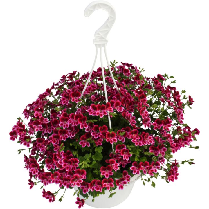 Enkelinsilmäpelargoni amppeli Kotimainen P23