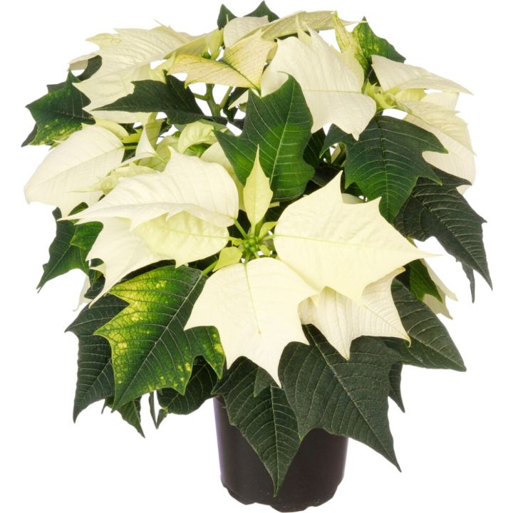 Joulutähti M monilatvainen valkoinen