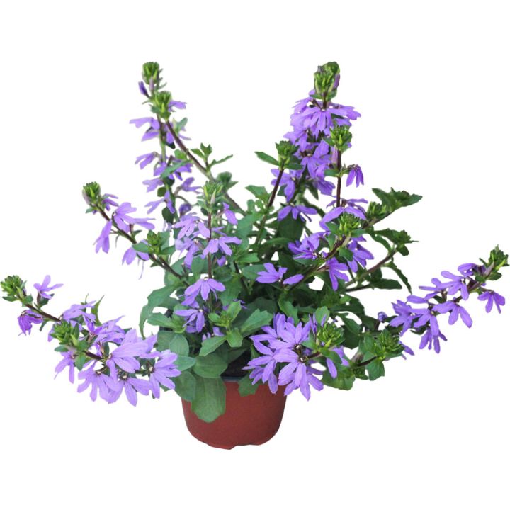 Siniviuhka Scaevola Kotimainen P12
