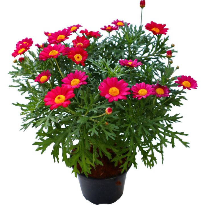 Marketta Argyranthemum punainen Kotimainen P12