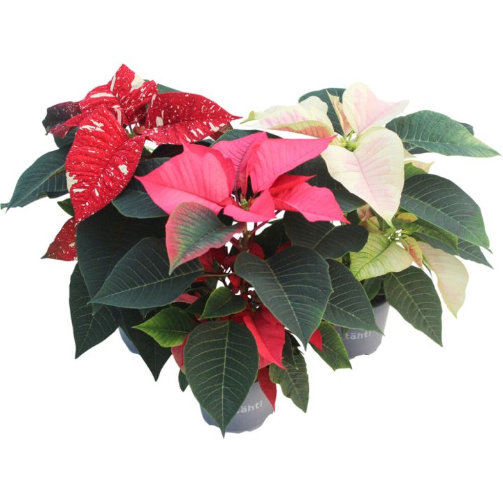 Joulutähti 1-extra värimix P11