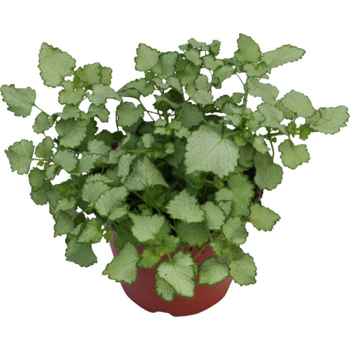 Peippi Lamiastrum Maculatum P10