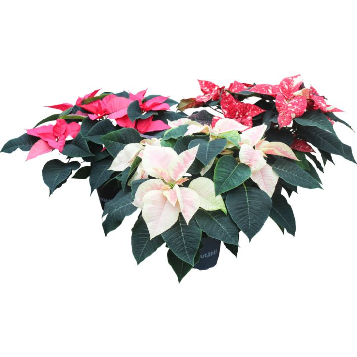 Joulutähti M monilatvainen värimix