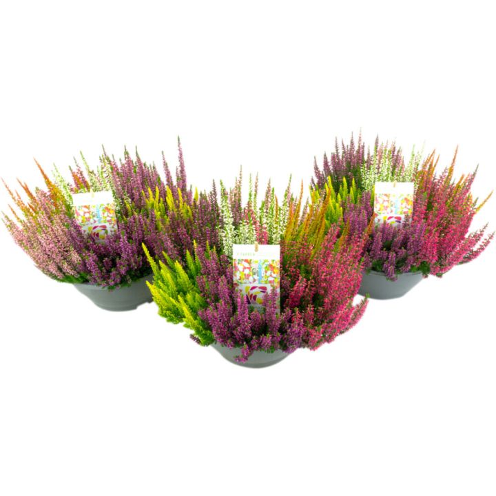 Kanerva Calluna Beauty Ladies Mosaica P23